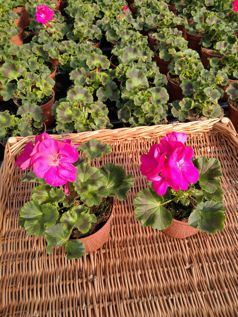 Pelargonia stojąca różowa Piękne sadzonki