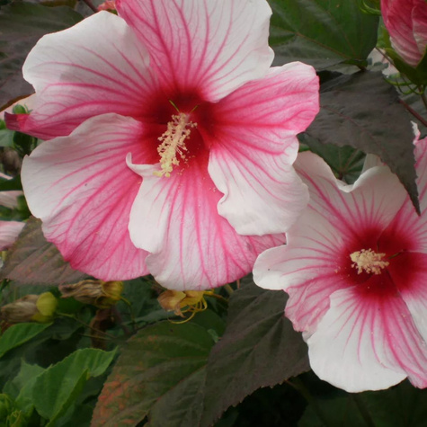Hibiskus bylinowy Nippon Blush (C2)