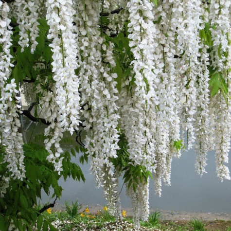 Glicynia Wisteria Clara Mack (C2)