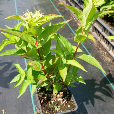 Zadrzewnia bezogonkowa Butterfly (P9)