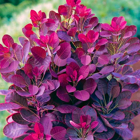 Perukowiec podolski Grace (C2)