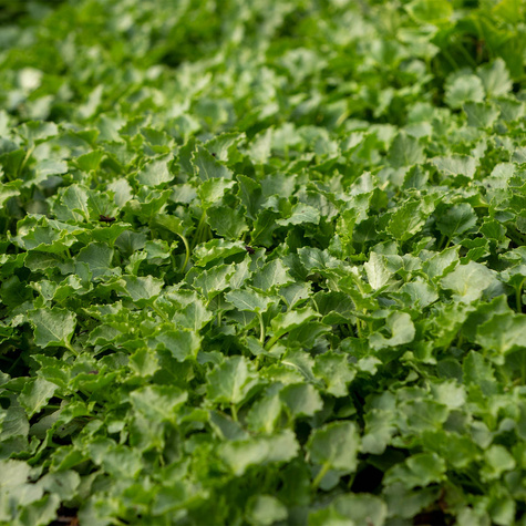 Dzwonek karpacki Perla Blue (C2)