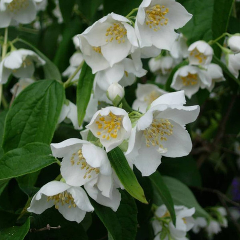 Jaśminowiec panieński Biały Karzeł (C2)