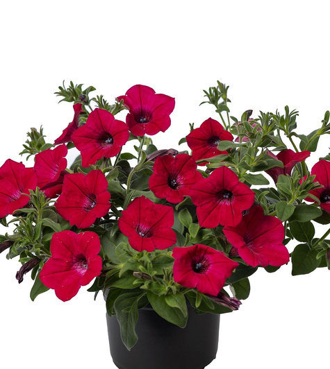 Surfinia różowo-czerwona Garden Supreme Raspberry