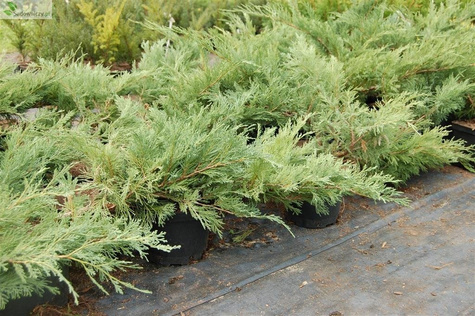 Jałowiec sabiński Blue Danube (C2)