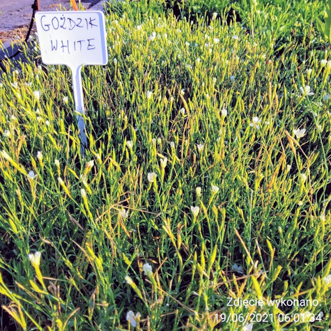 Goździk kropkowany White (C2)