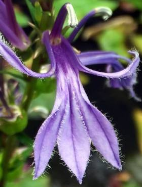 Lobelia sessilifolia