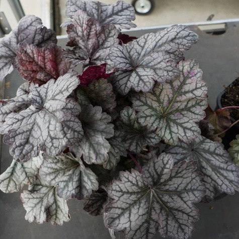 Żurawka ogrodowa Frosted Purple (C2)