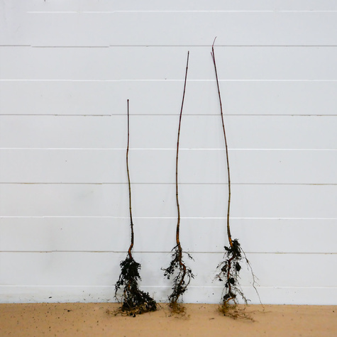 Klon tatarski Ginnala Ognisty Plant Pack