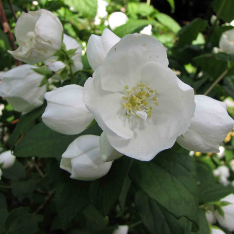 Jaśminowiec Virginal (C2)