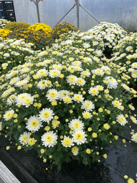 Chryzantema drobnokwiatowa cytrynowa DUŻA DONICA