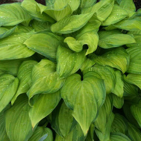 Funkia Hosta Guacamole (C2)