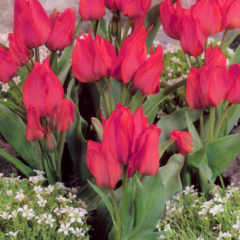 Tulipan Wielokwiatowy Toronto