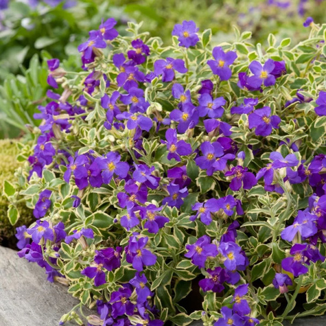 Żagwin ogrodowy Dr Mules Variegated (C2)