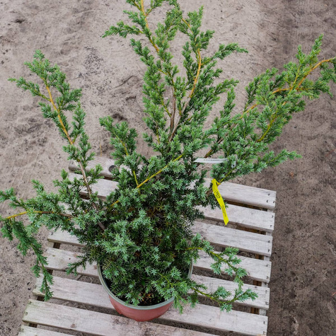 Jałowiec chiński Blue Alps (C2)