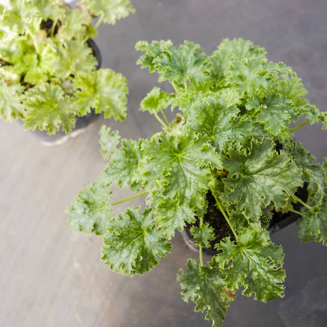 Żurawka ogrodowa Apple Crips (C2)