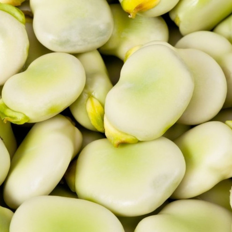 Bób BARTEK wczesny 500g