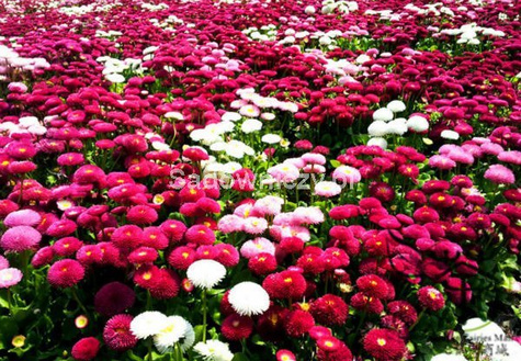 Stokrotka trwała mieszanka 0,1g