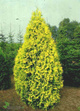 Thuja Tuja Żywotnik zachodni Europe Gold