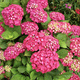 Hortensja  ogrodowa Leuchtfeuer (C2)