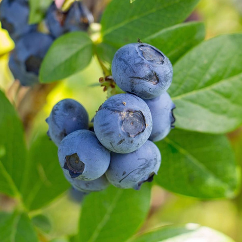 Borówka amerykańska Earliblue wczesna (C5)