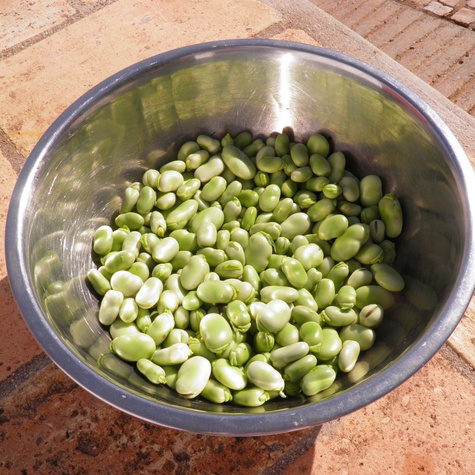 Bób Rambos wczesny 1kg