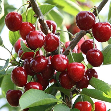 Czereśnia półkarłowa Rita odporna na szkodniki Plant Pack