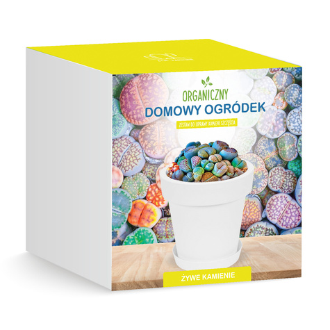 Zestaw do uprawy Żywe kamienie szczęścia sukulenty Zestaw DIY