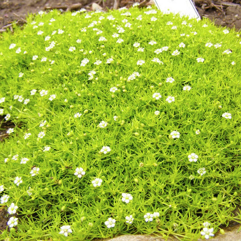 Karmnik ościsty Lime (C2)