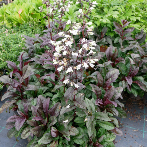 Penstemon palczasty Onyx and Pearls (C2)
