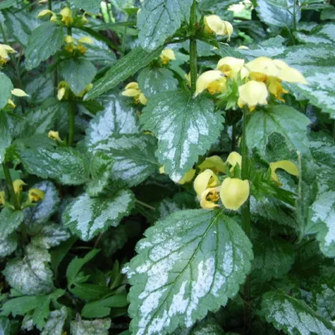 Gajowiec żółty Florentinum (C2)