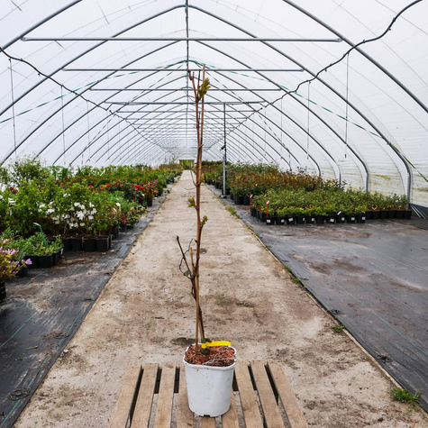 Winorośl winogrona Kodrianka