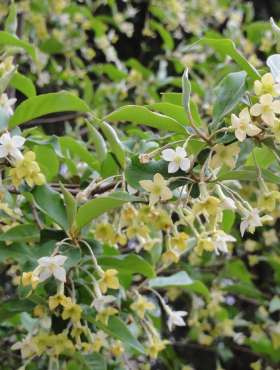 Oliwnik wielokwiatowy Gumi