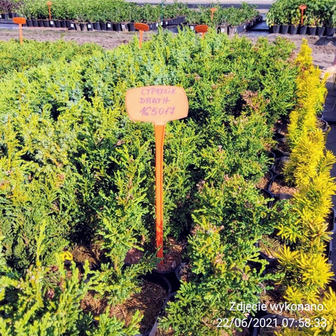 Cyprysik tępołuskowy Drath