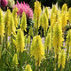 Trytoma Poco Yellow (C2)