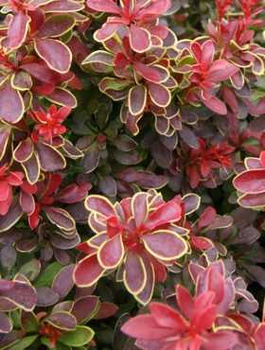 Berberys thunberga Špaček (Red Bird) (P9)