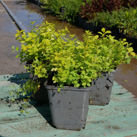 Tawuła japońska Golden Carpet (P9)