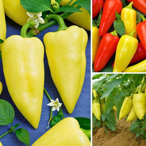 Papryka słodka Monanta 0,3g