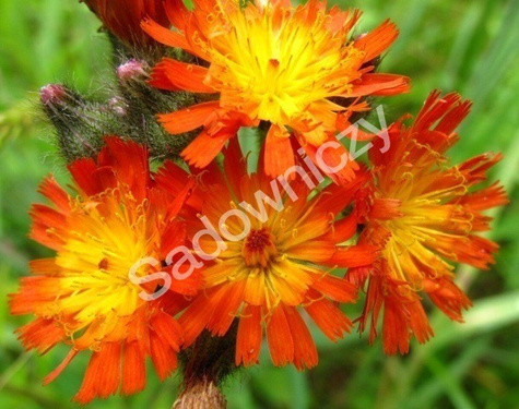 Jastrzębiec pomarańczowy (P9)