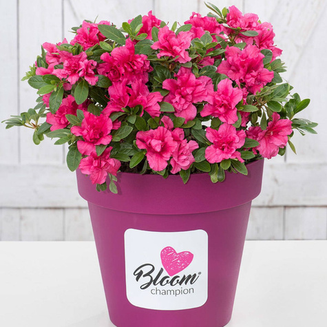 Mini Azalia BloomChampion Fioletowa powtarzająca kwitnienie (C2)