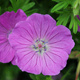Bodziszek czerwony Geranium (C2)
