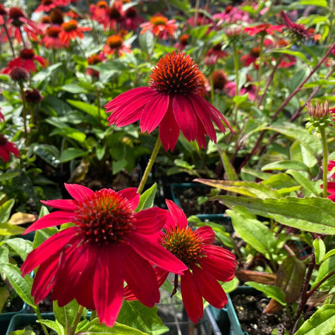 Jeżówka purpurowa Unica Burgundy (C2)