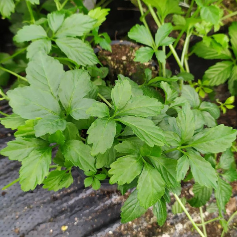 Jiaogulan Ziele długowieczności Pięciolistny Żeńszeń