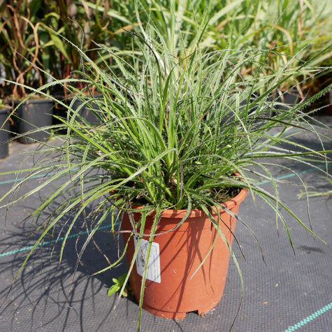 Kosmatka śnieżna Yeti (C2)