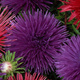 Aster chiński igiełkowy fioletowy 0,5g