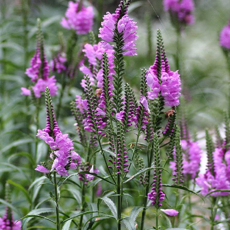 Przetacznik kłosowy różowy (P9)