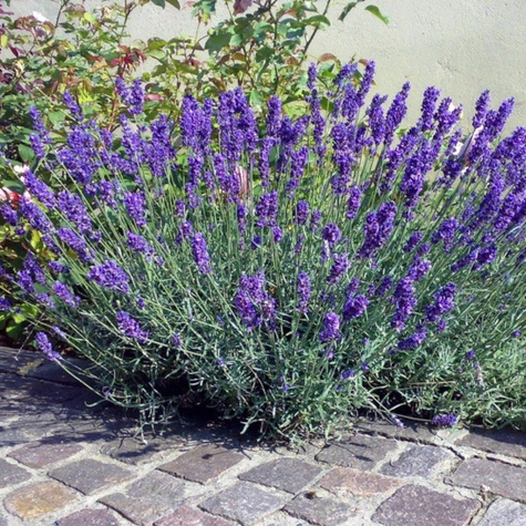 Zestaw Lawenda wąskolistna Hidcote Blue 6 szt
