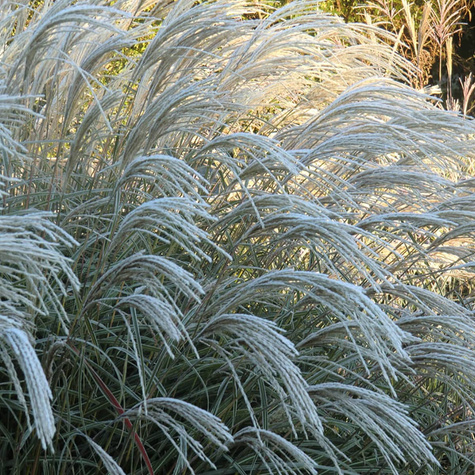 Miskant chiński Hermann Mussel (C2)