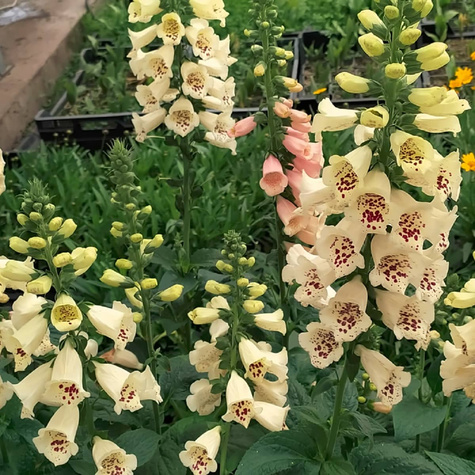 Naparstnica purpurowa Castor mix (C2)