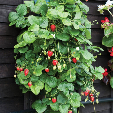 Truskawka SAN ANDREAS powtarza owocowanie WISZĄCA PNĄCA sadzonki 10 szt